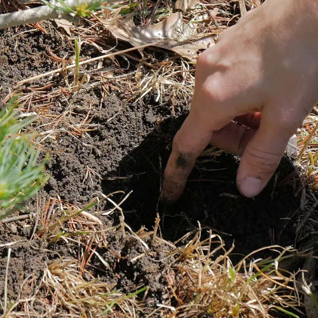 Hand checking soil to see how much water it needs.