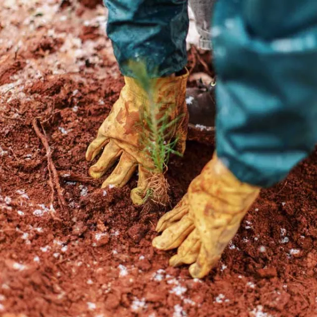 Image of gloved hands planting a tree seedling