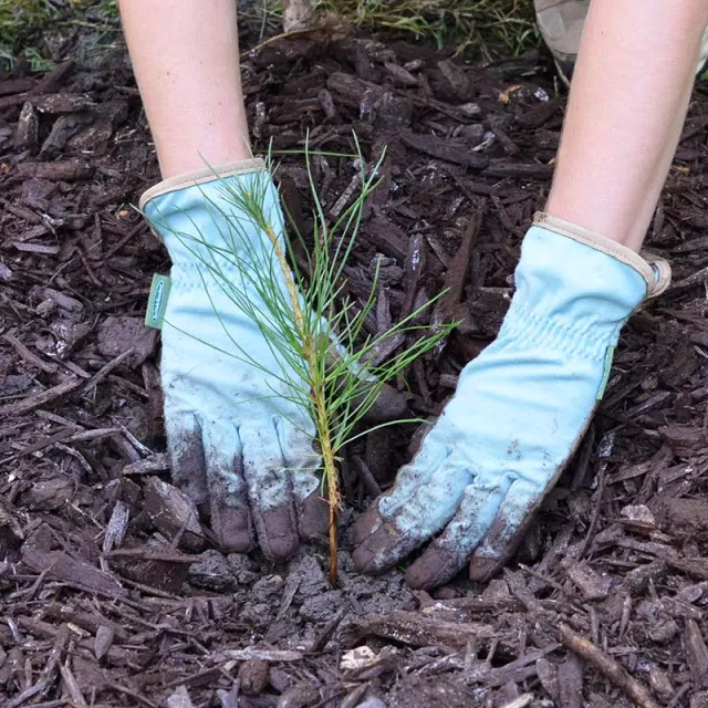 Gloved hands planting a tree seedling in mulch.