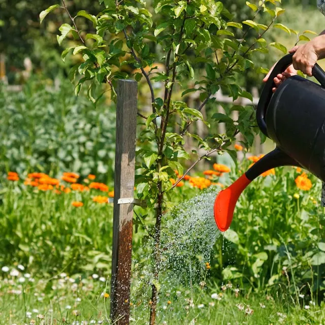 Hand holding a watering can to water a young tree.