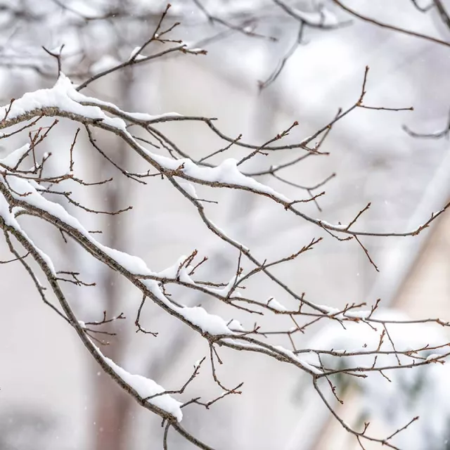 Snow-covered tree branches in winter.