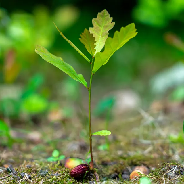 sprouted acorn growing into oak tree