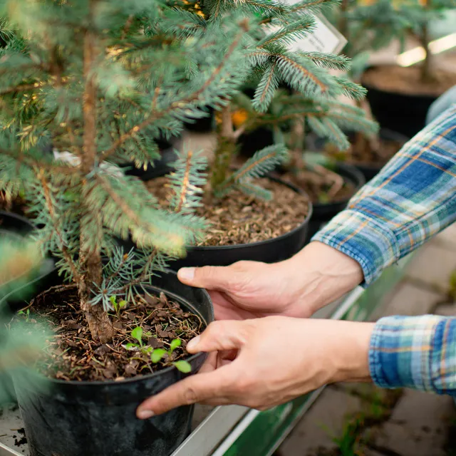 Close up of hands selecting a potted evergreen tree from a row of trees in a nursery.