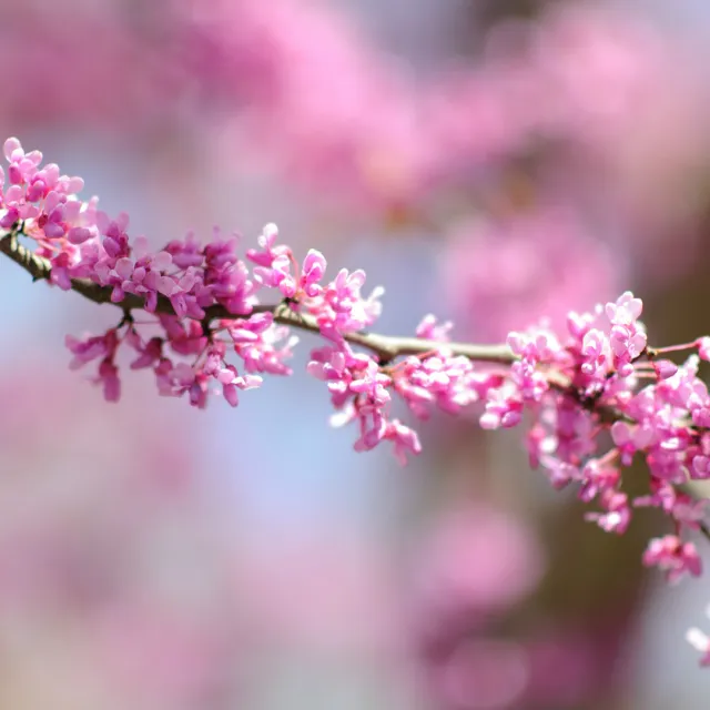 Media Name: eastern-redbud.jpg