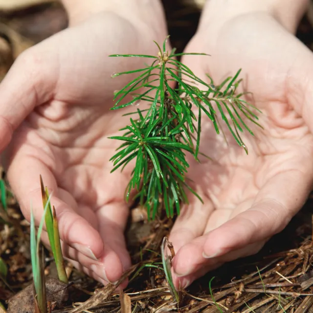 Media Name: evergreen-seedlings-hands-1.jpg