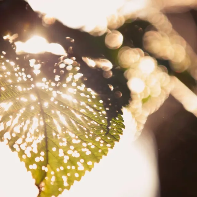 Media Name: leaf-bug-eaten-iStock-477633745.jpg