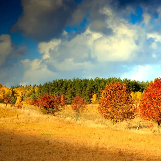 Media Name: red-maple-trees-in-field.jpg