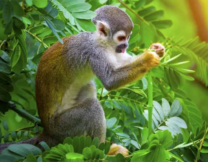 Image of rain forest monkey