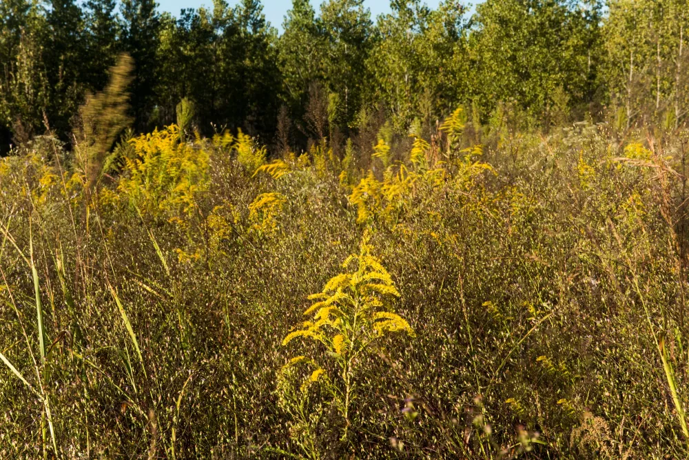 A dense field with tall grass and yellow wildflowers, bordered by trees under a clear sky.