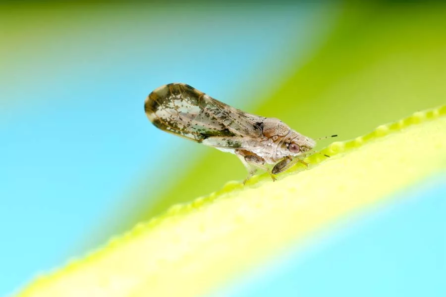 Asian Citrus Psyllid