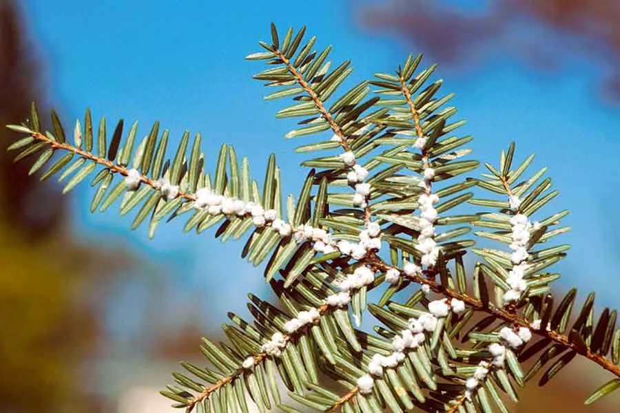 Hemlock Wooly Adelgid