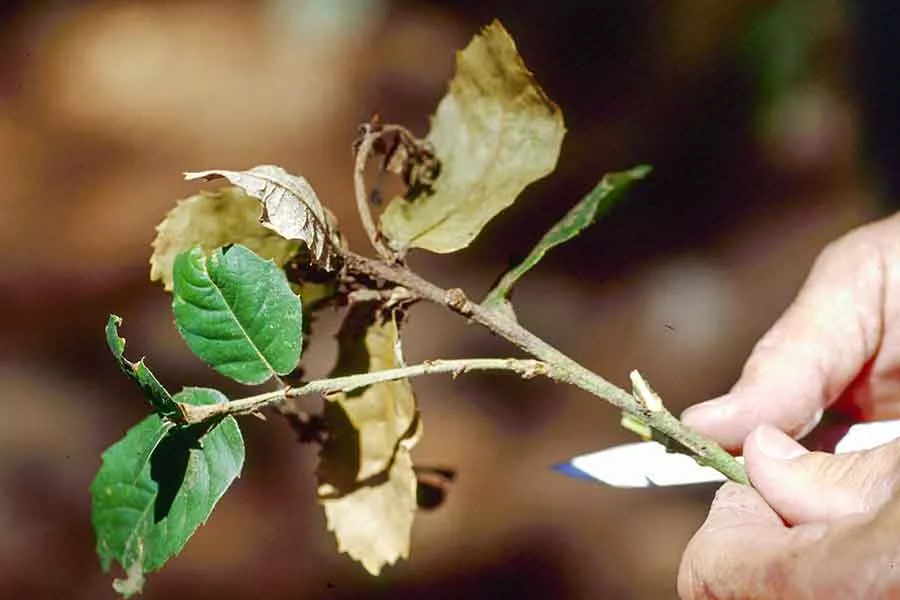 Sudden Oak Death disease on leaf