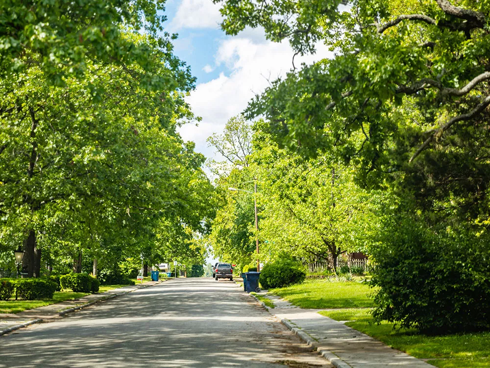 trees next to sidewalk