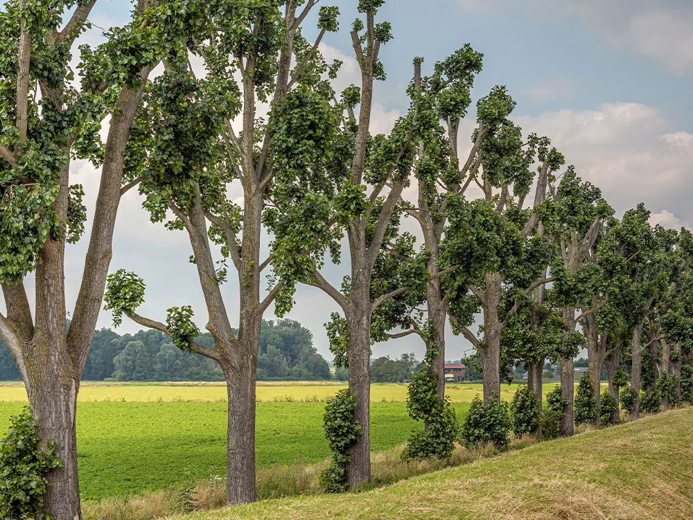 topped trees