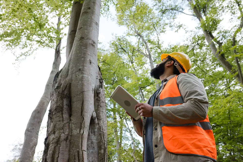 a person inspecting tree