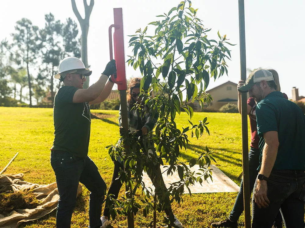 volunteers planting trees