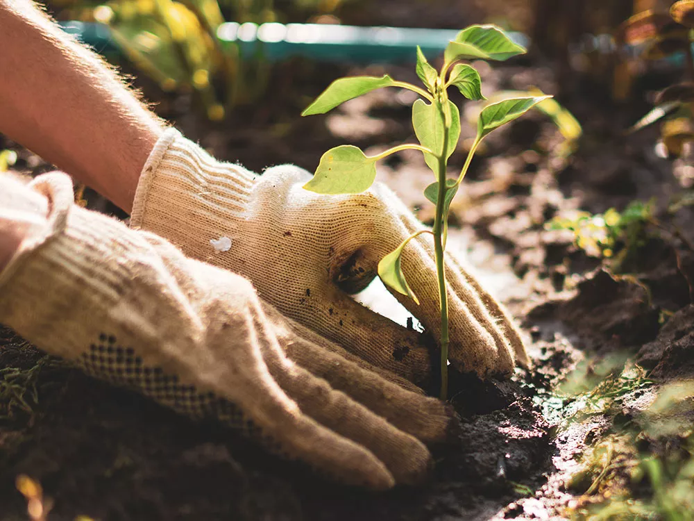 person with gloves on planting a small tree