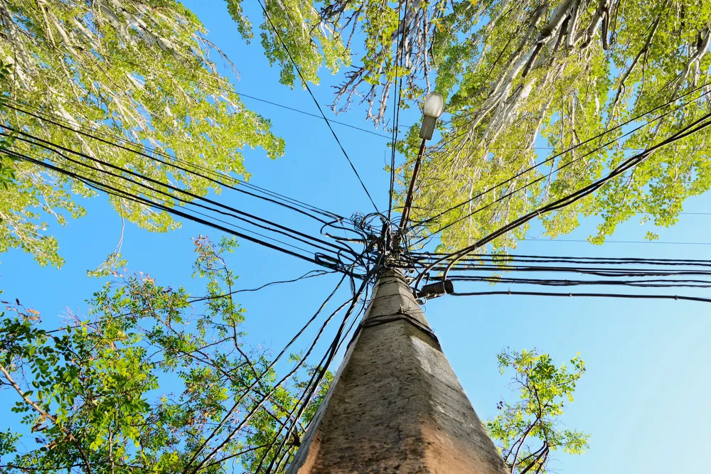 trees around power lines