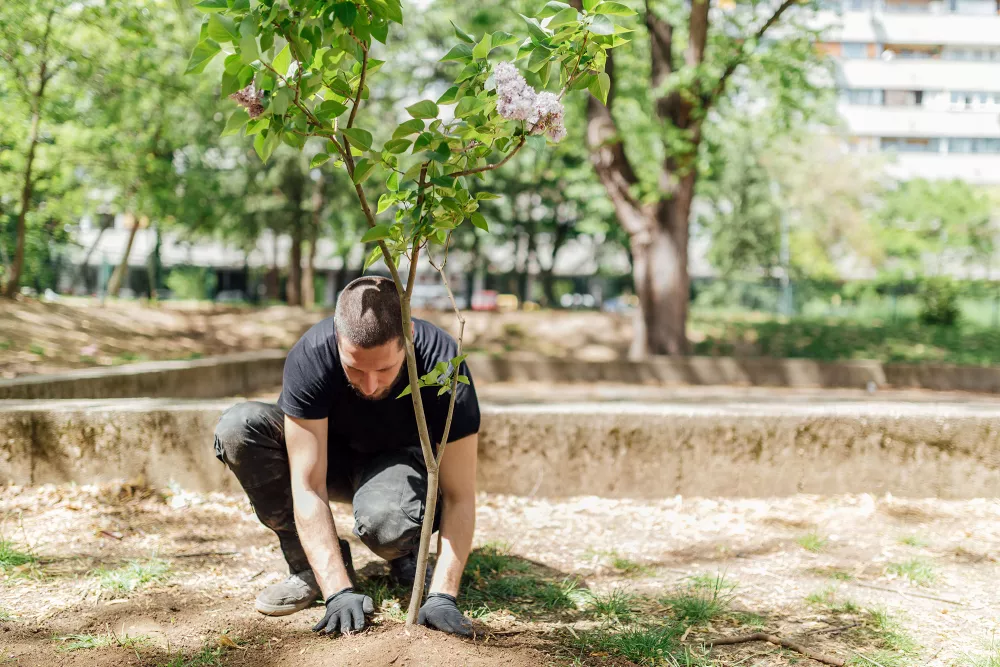 person planting tree