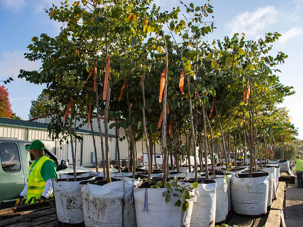 trees being delivered and distributed