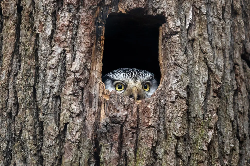 an owl sitting inside of a tree