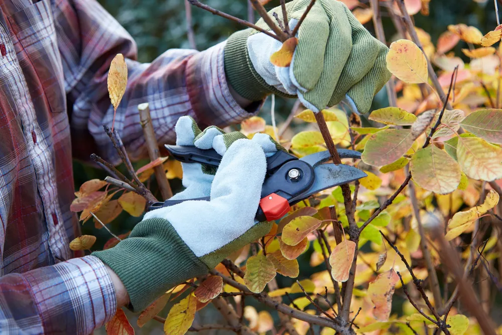 person pruning a tree