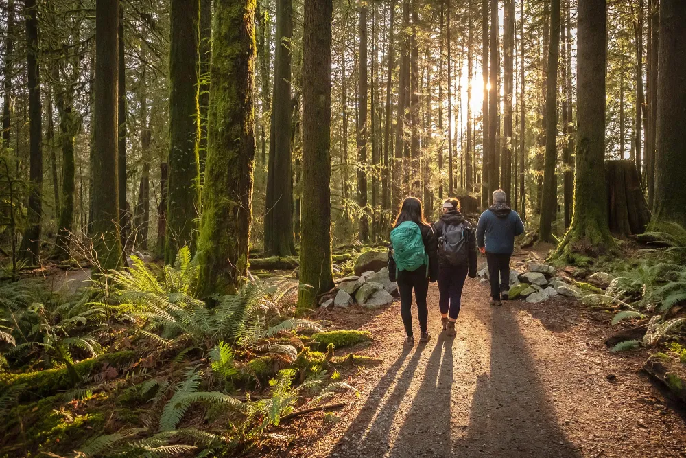 people walking through a forest of trees