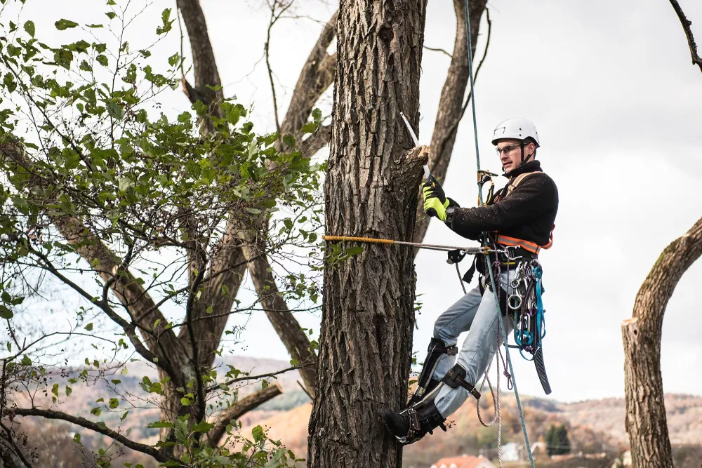 person pruning a tree with a harness