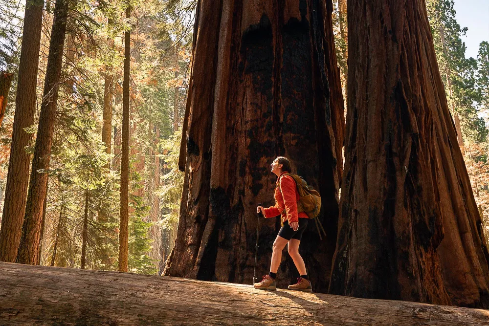 hiker walking through forest of trees