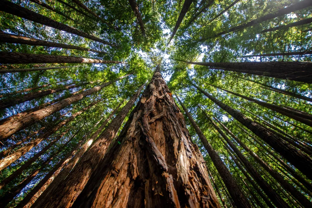 trees from below with sun shining through