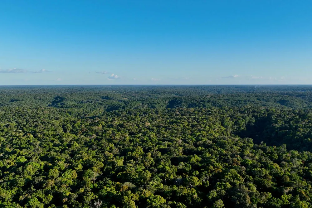 landscape view of a forest