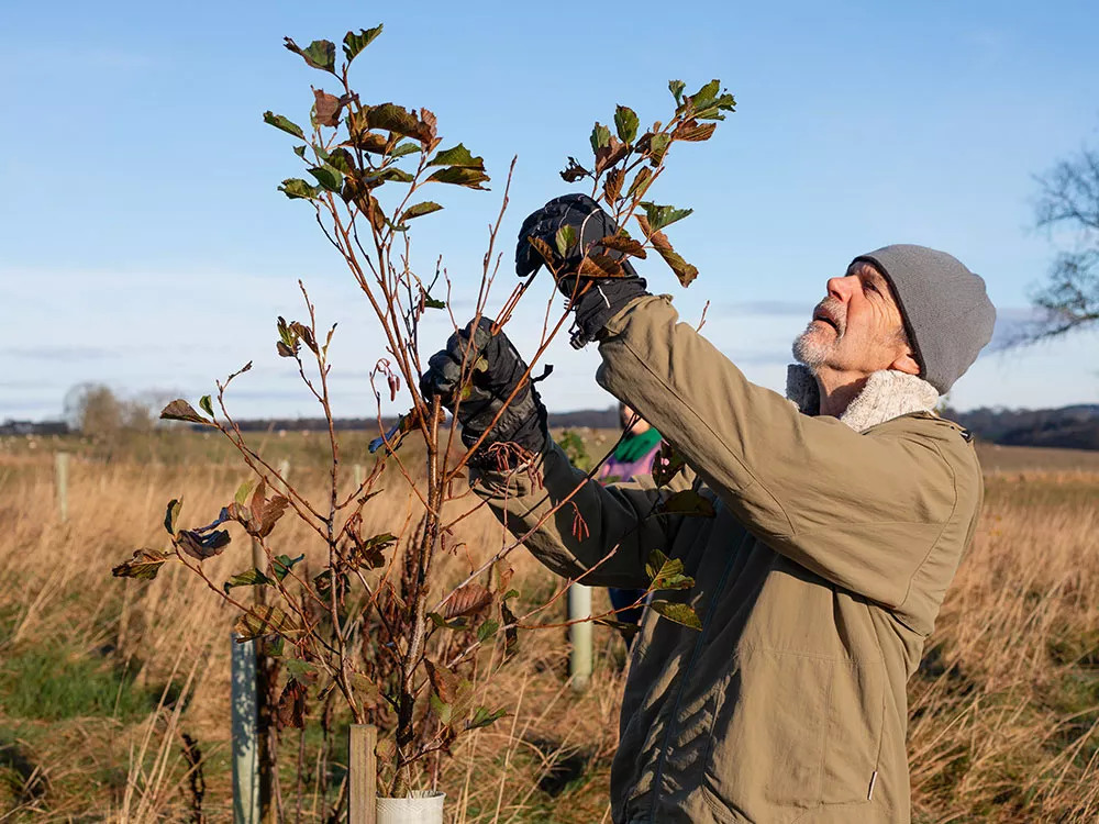 person inspecting a growing tree