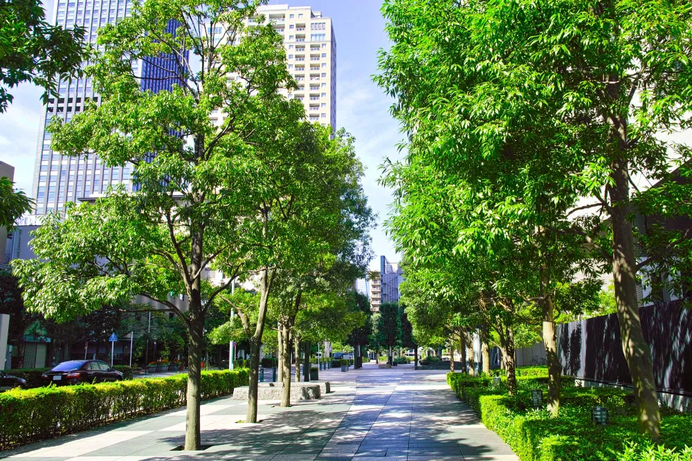 trees in a city landscape