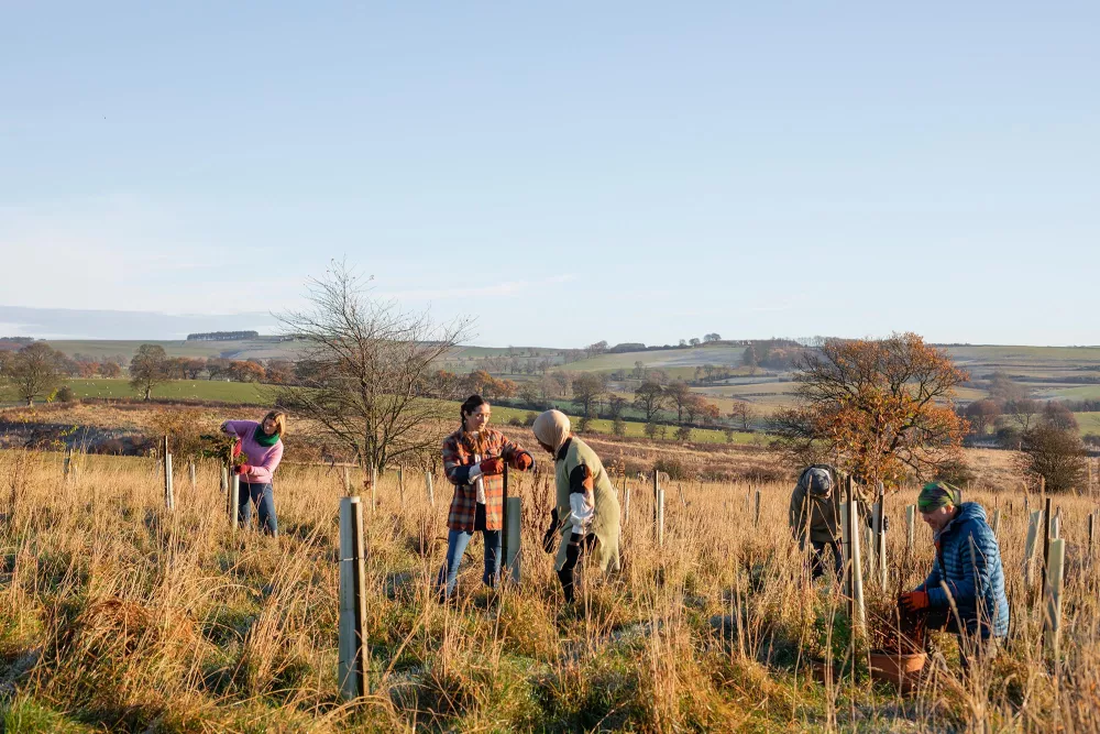 people working together to plant trees