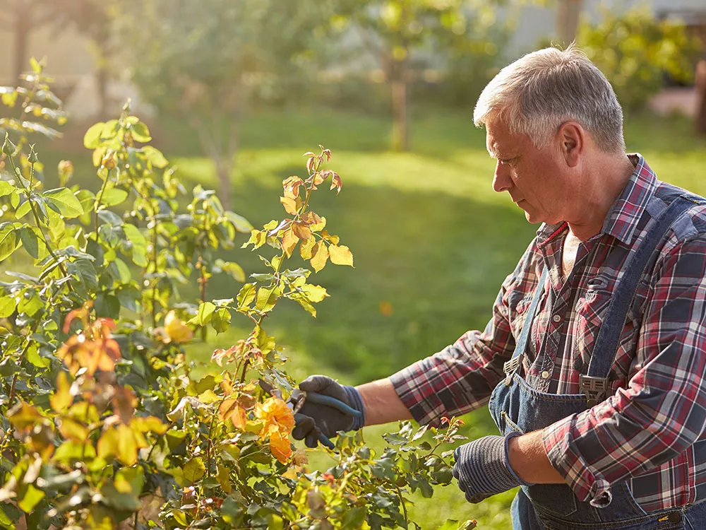 person landscaping and caring for a tree