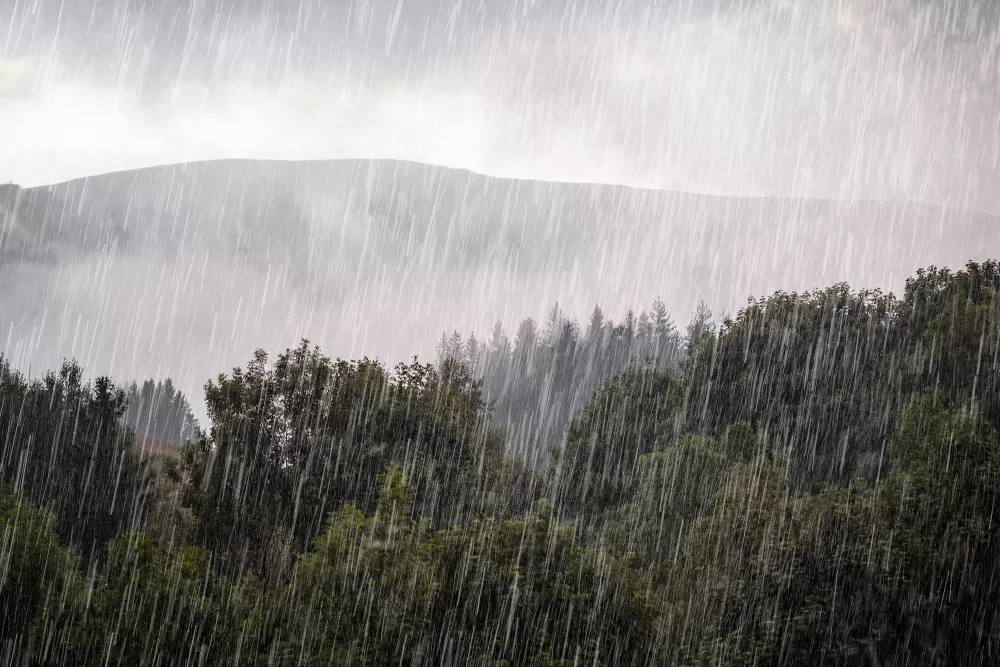 rain falling in a forest