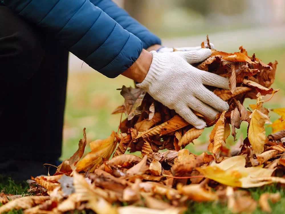 individual picking up fallen leaves