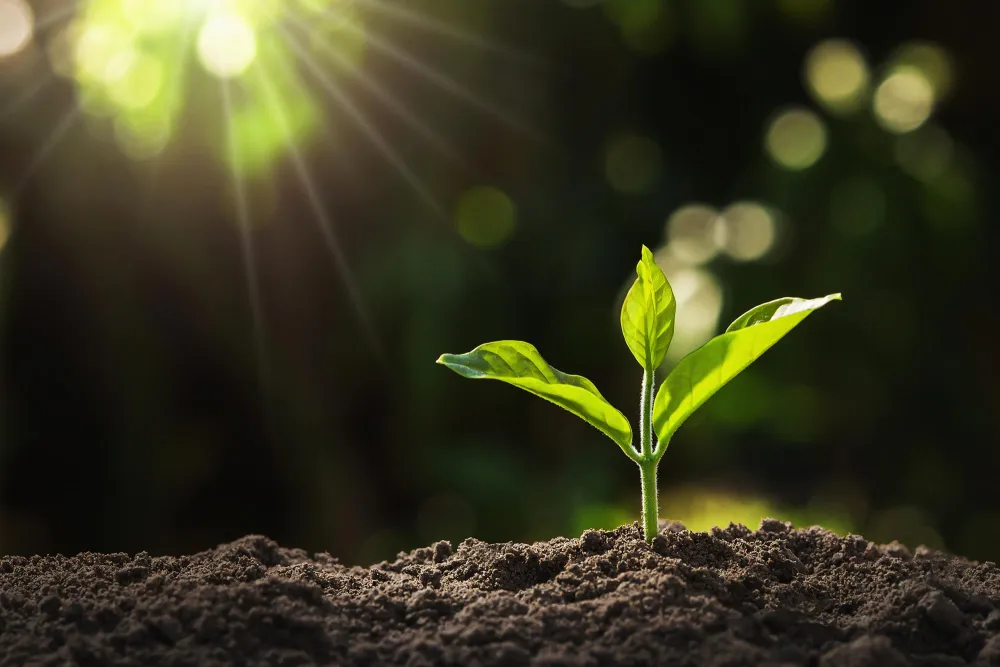 small tree growing in dirt with sunlight