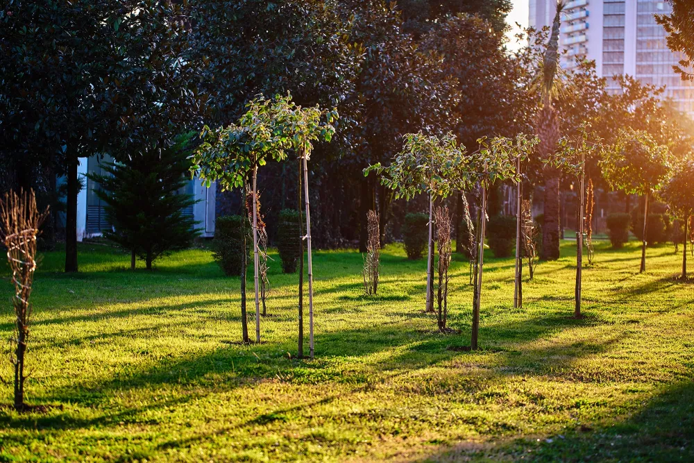 trees growing in a city