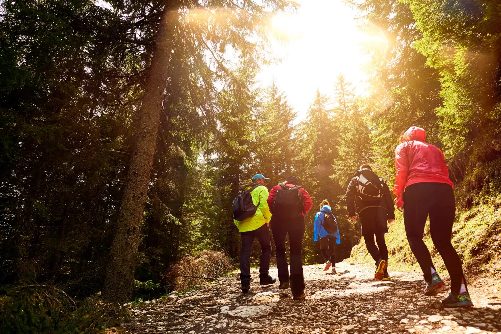 people walking in a forest with the sun shining through the trees