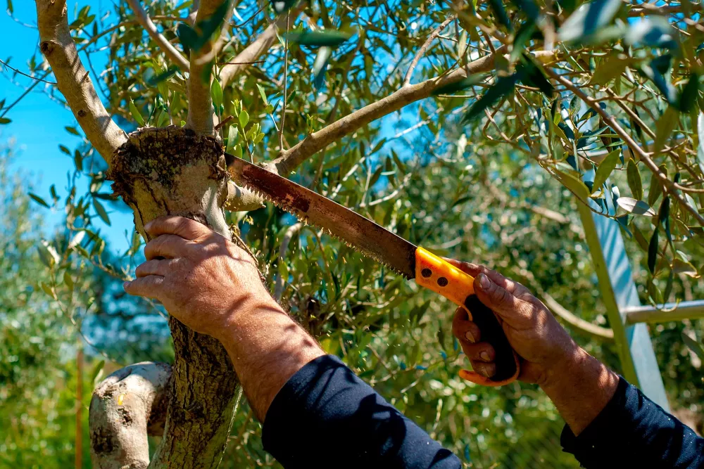 a person pruning a tree with a pruning saw