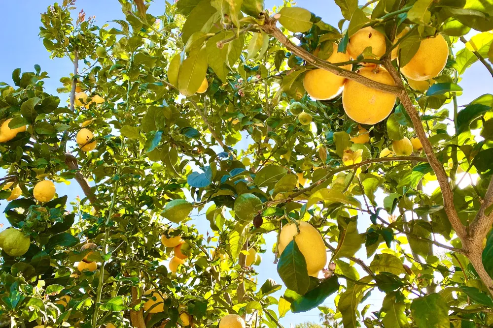 lemon tree