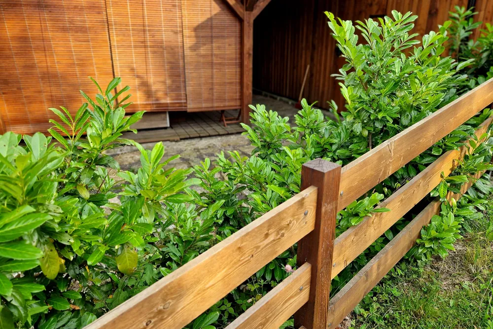 trees and bushes growing next to a fence