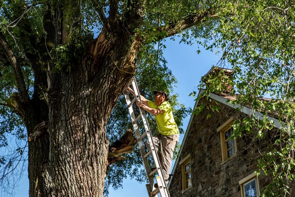 person climbing a ladder to reach a tree