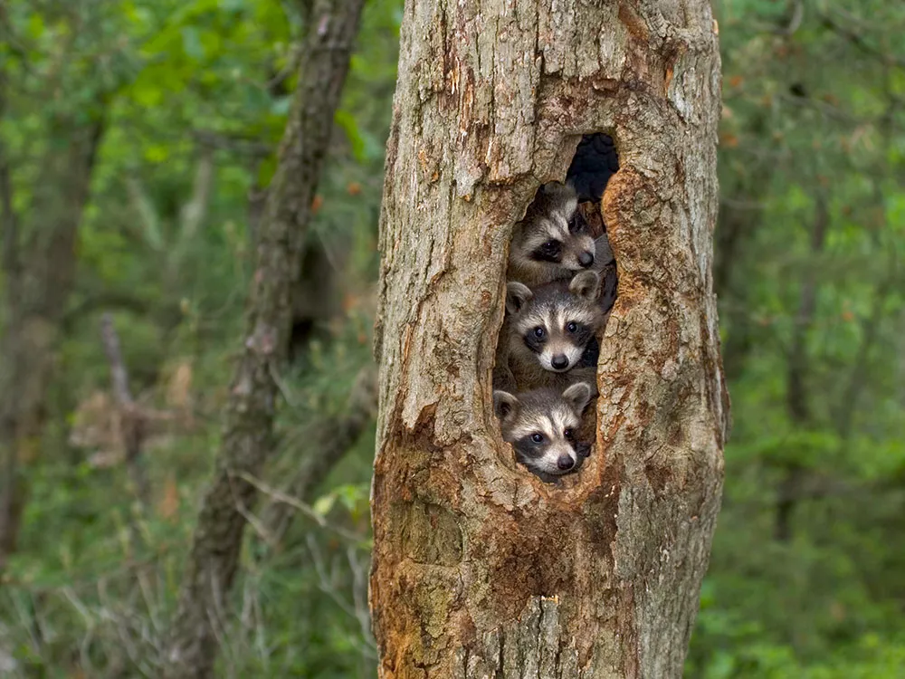 raccoons hiding in a tree