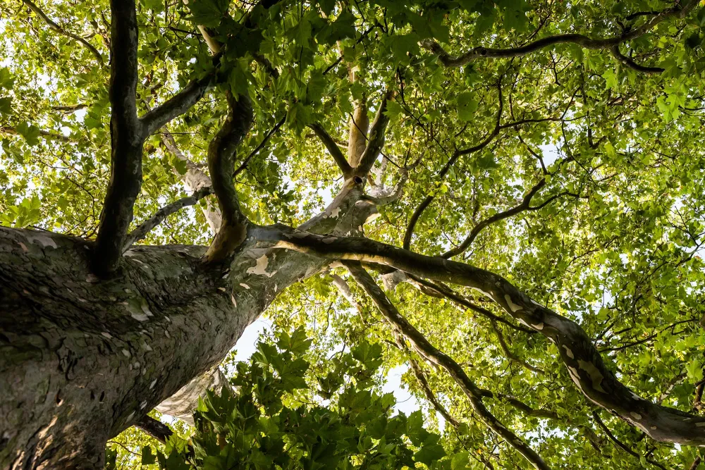 large tree from below