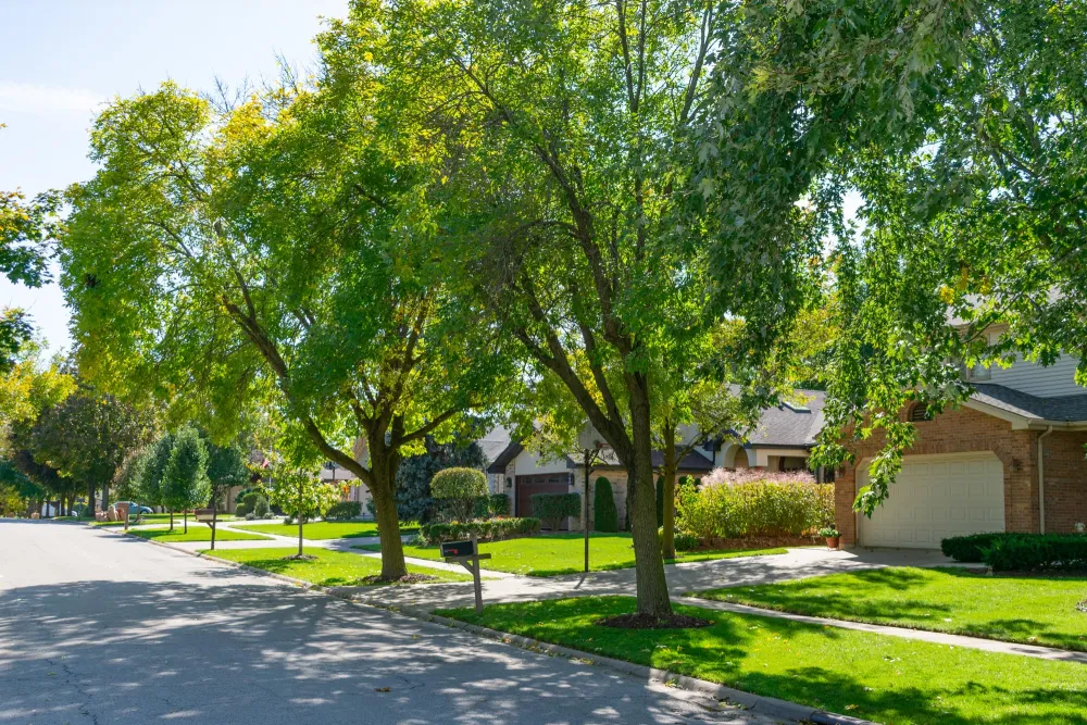 trees in a neighborhood outside of houses