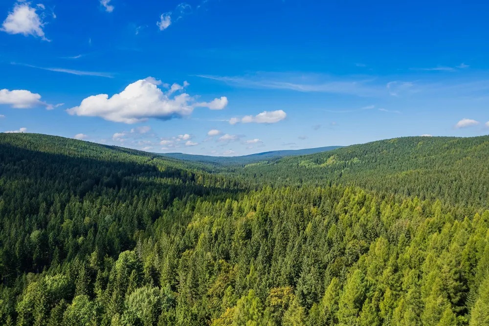 landscape photo of forest with mountains