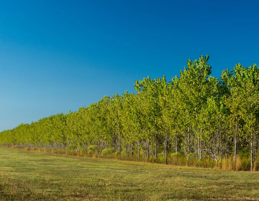 rows of trees planted in Mississippi Alluvial Valley Carbon project