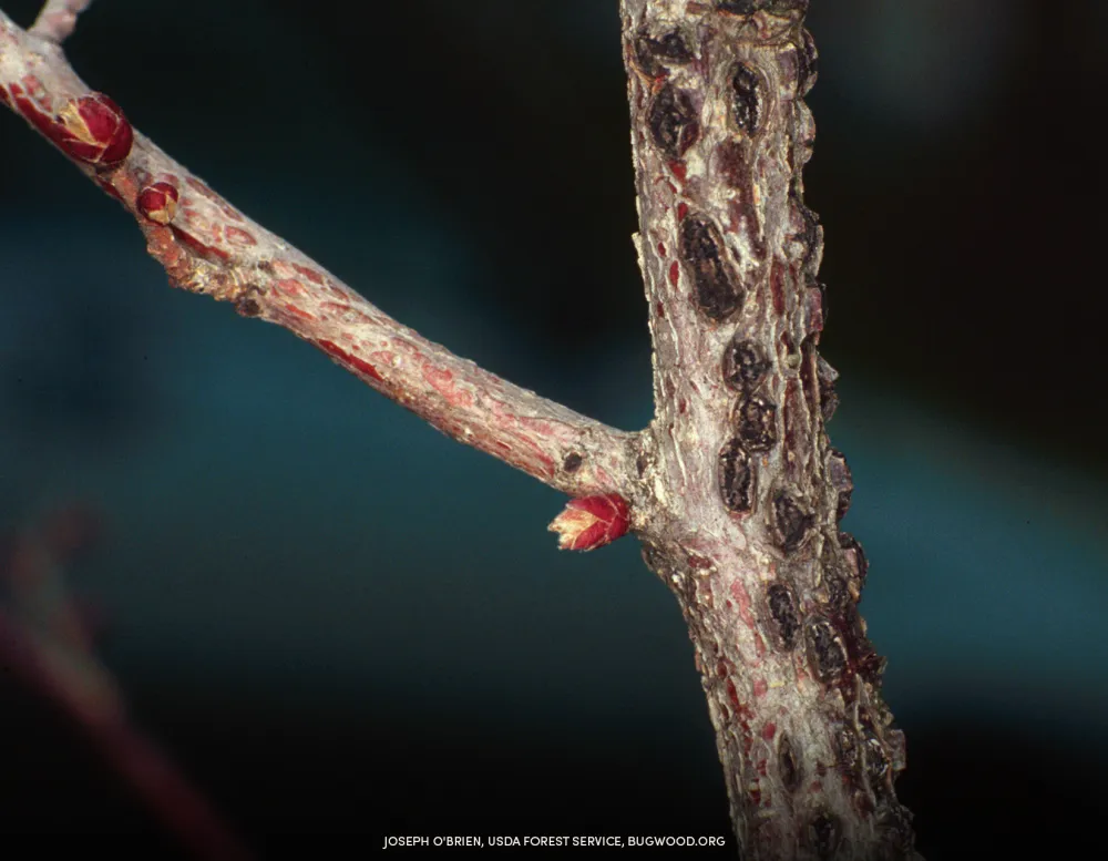 showing signs of Eastern Filbert blight, By Joseph O'Brien, USDA Forest Service, CC 3.0